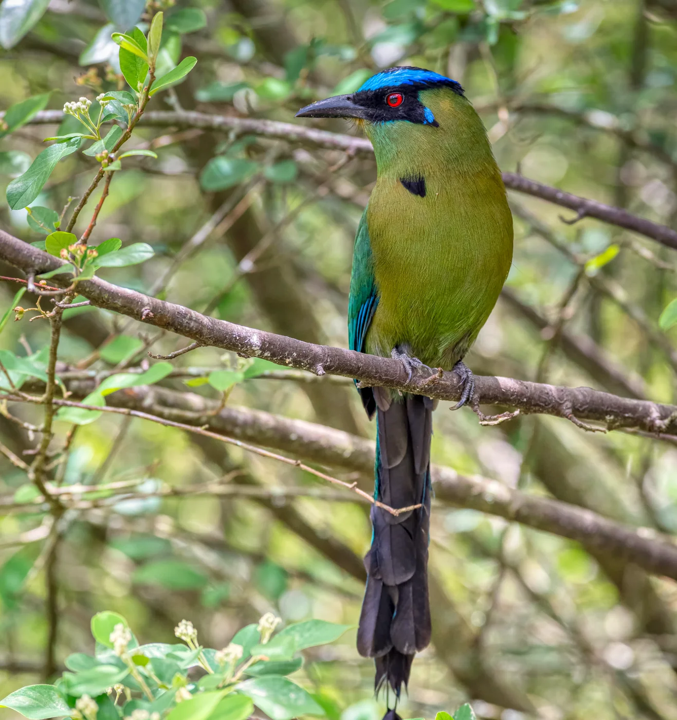 Barranquero Andino (Andean Motmot) on a branch in Colombia