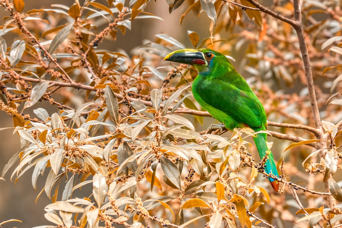Emerald Toucanet in the Colombian countryside near Guatapé